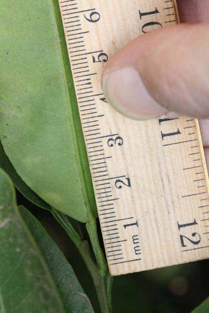                Unifoliolate leaf (Iyomikan, Riverside,   CA)       